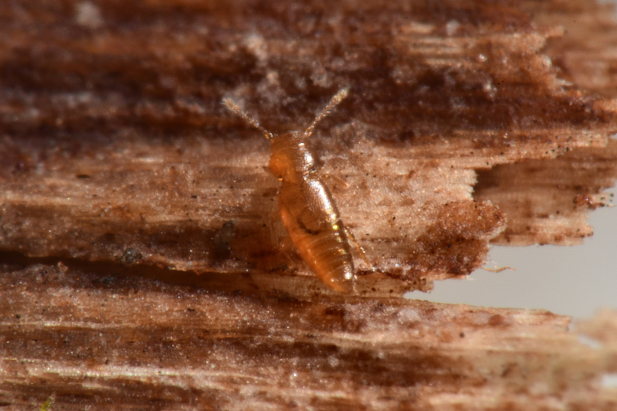 Ptiliidae:  Ptinella sp?